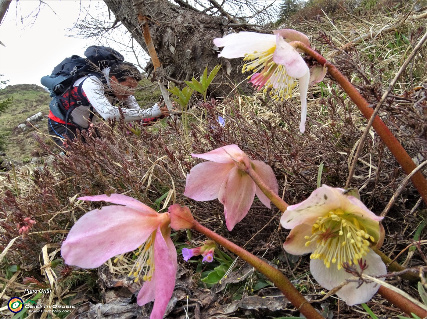 05 Distese di ellebori (Helleborus niger)  in avanzata fioritura ancora in forma.JPG